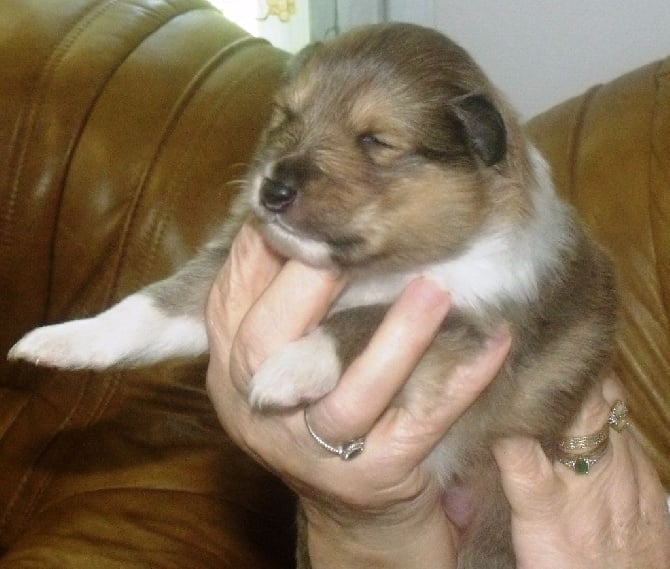 Naissance de chiots au Clos des Centaures !