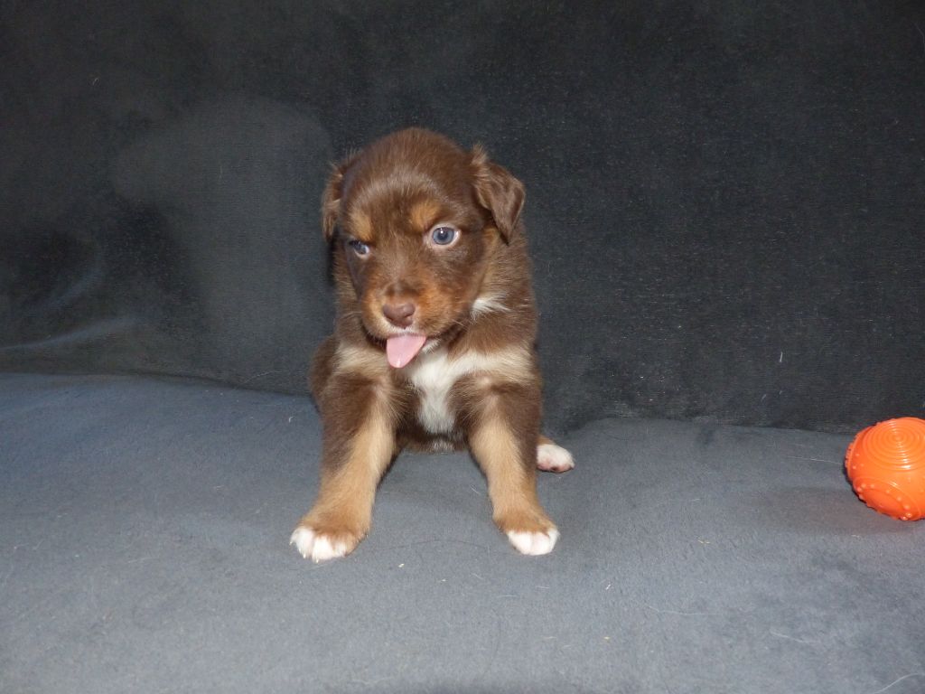 Isabelle Ruffet - Chiots disponibles - Berger Australien