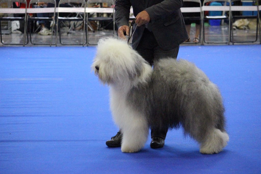 Lola And Co - Joe Champion de France