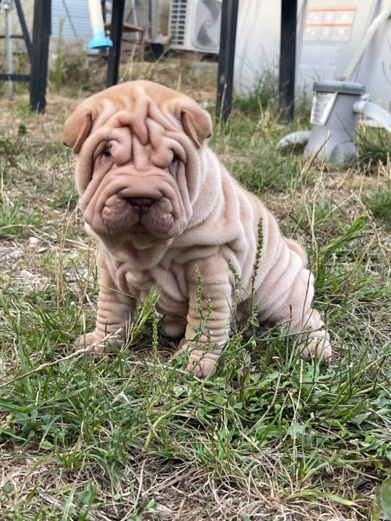 De L'empire Des Plissés - Shar Pei - Portée née le 26/07/2023