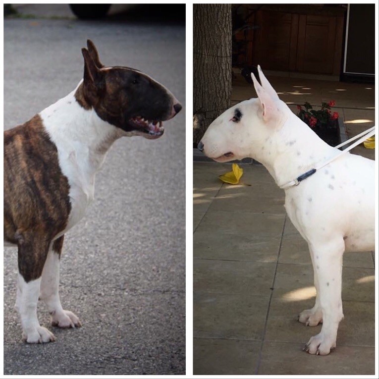 Bullyrun - International dog show Valls