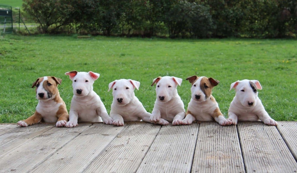 Chiot Bull Terrier Bullyrun