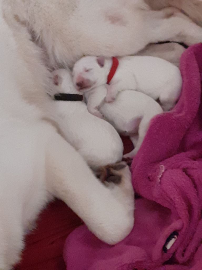 Chiot Berger Blanc Suisse Des Gardiens Du Valhalla