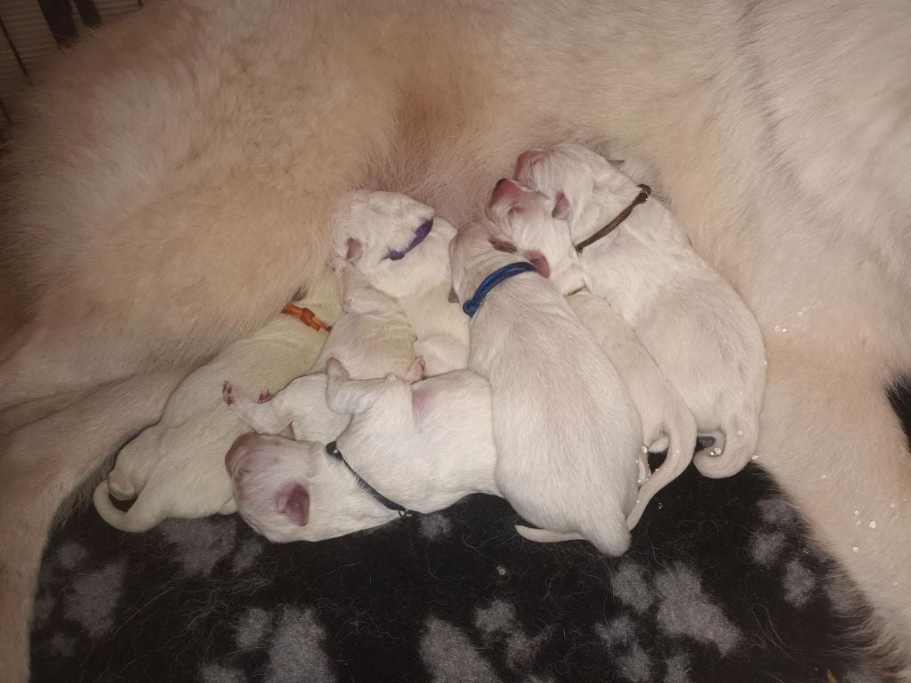 Chiot Berger Blanc Suisse Des Gardiens Du Valhalla