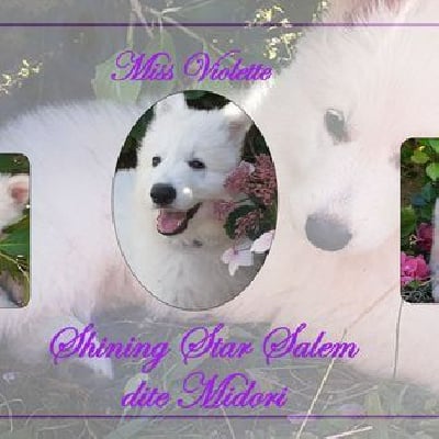 CHIOT 5