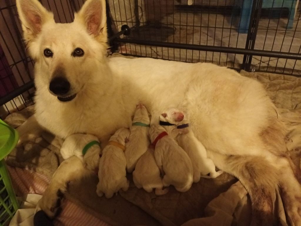 Des Gardiens Du Valhalla - Berger Blanc Suisse - Portée née le 09/03/2023