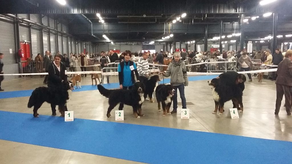 Des Gardiens d'Oleron - PARIS DOG SHOW ...Les Gardiens d'Oléron y seront