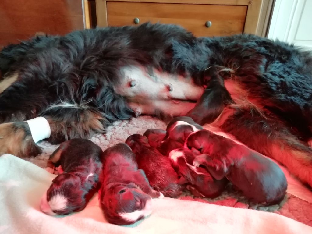 Des Gardiens d'Oleron - Des bébés sont nées ce jour....