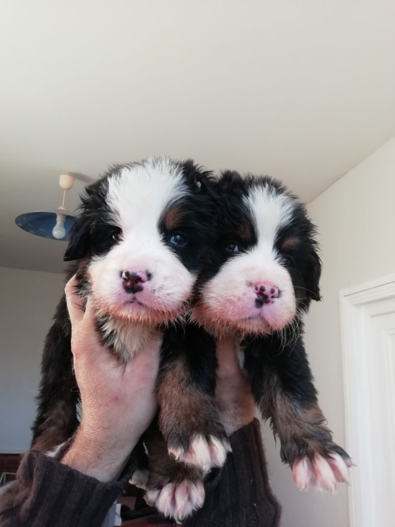 Chiot Bouvier Bernois Des Gardiens d'Oleron