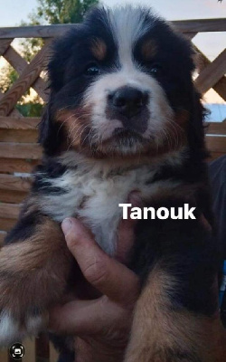 TANOUK