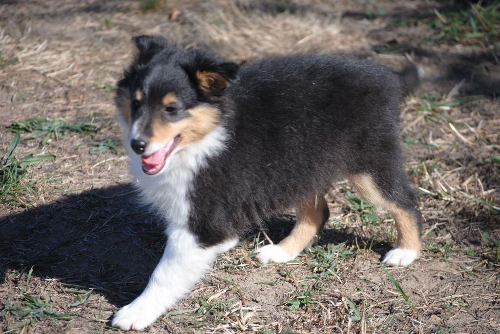 Des Sentiers De L'argance - Shetland Sheepdog - Portée née le 12/07/2019