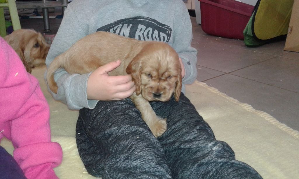 Chiot Cocker Spaniel Anglais Des Sentiers De L'argance