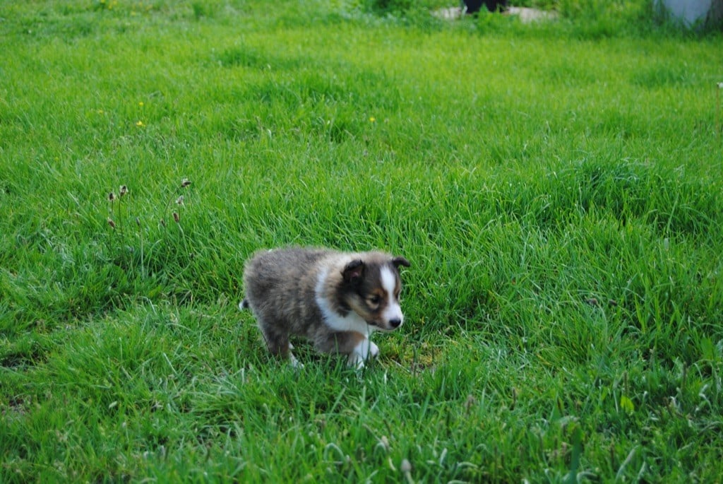 Des Sentiers De L'argance - Shetland Sheepdog - Portée née le 29/03/2020