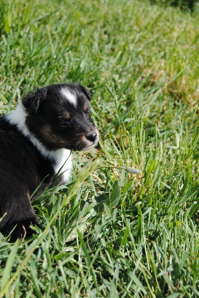 Des Sentiers De L'argance - Chiots disponibles - Shetland Sheepdog