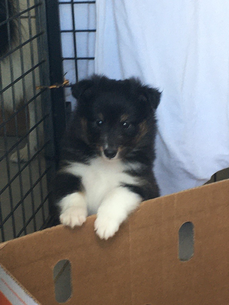 Des Sentiers De L'argance - Shetland Sheepdog - Portée née le 05/08/2020