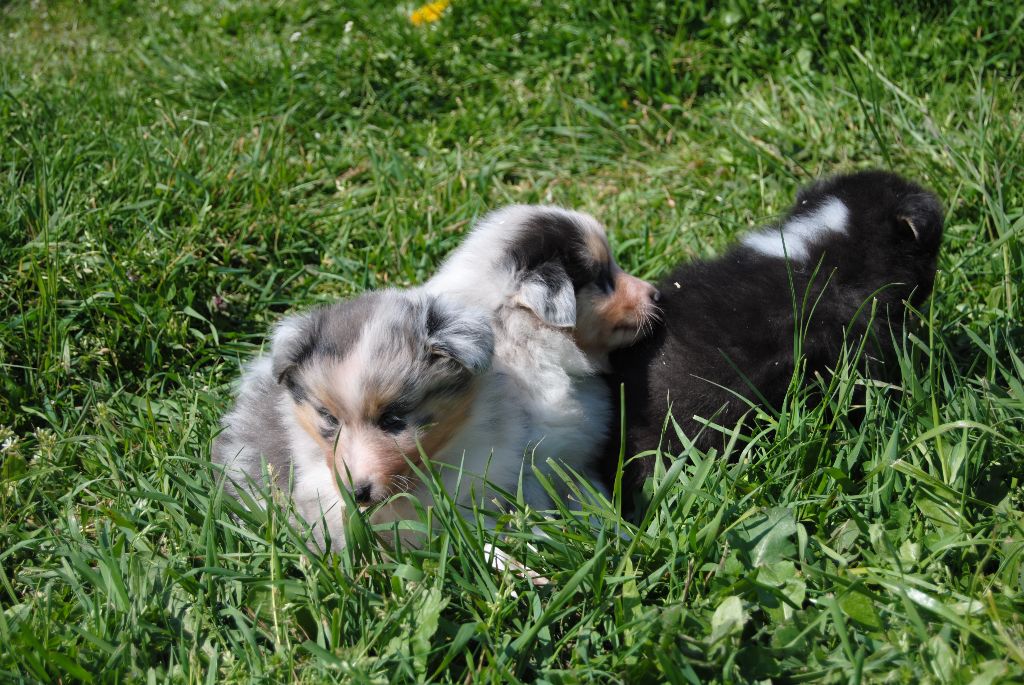 Chiot Shetland Sheepdog Des Sentiers De L'argance