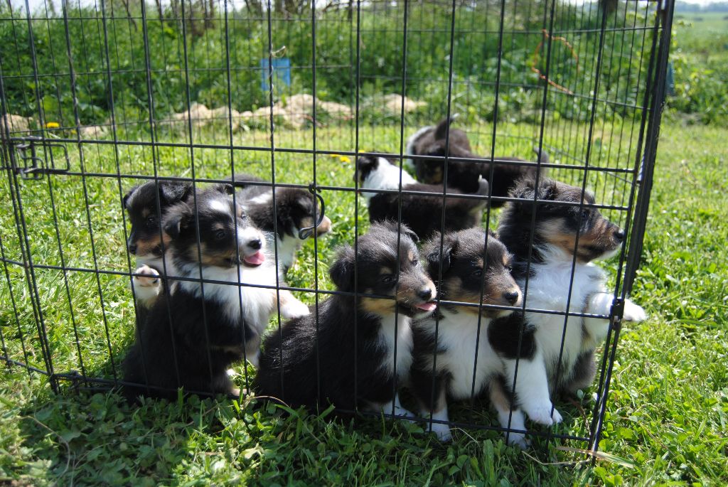 Chiot Shetland Sheepdog Des Sentiers De L'argance