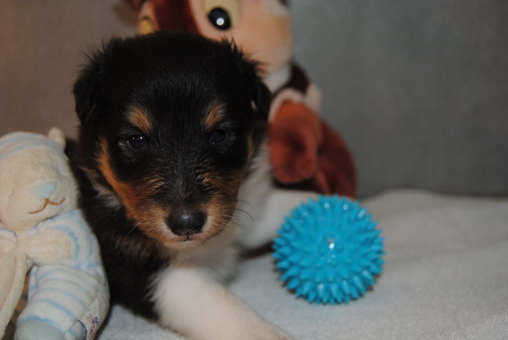 Des Sentiers De L'argance - Shetland Sheepdog - Portée née le 21/06/2018