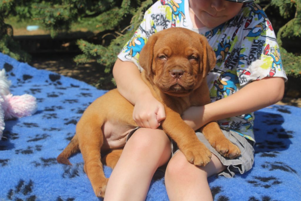 Unbelievadog - Dogue de Bordeaux - Portée née le 15/06/2024