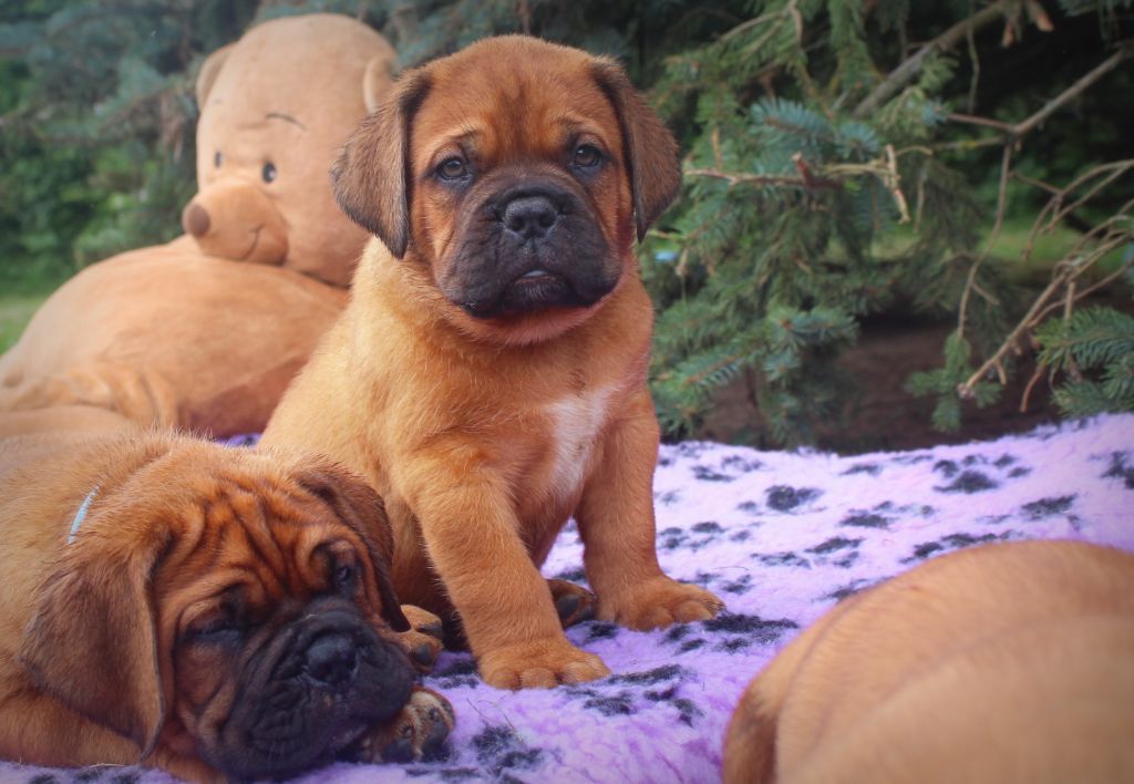 Unbelievadog - Dogue de Bordeaux - Portée née le 15/05/2024