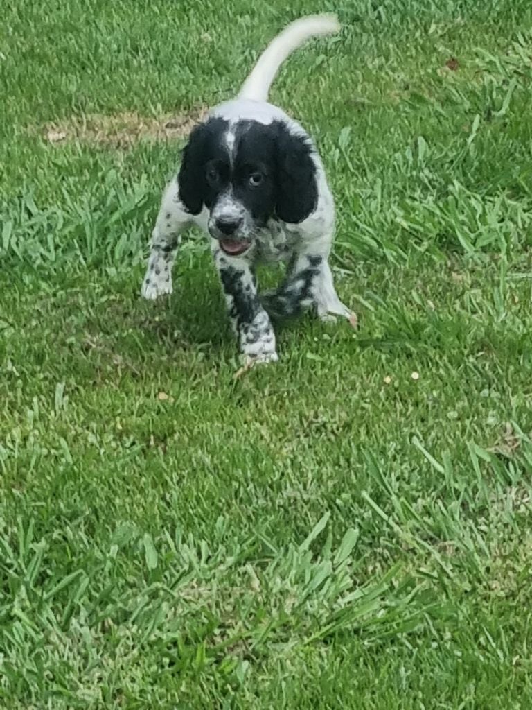 Des Fourberies De Twister - Chiots disponibles - Setter Anglais