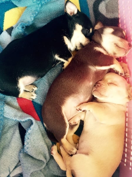 Chiot Chihuahua Des Minis Vip Des Verone