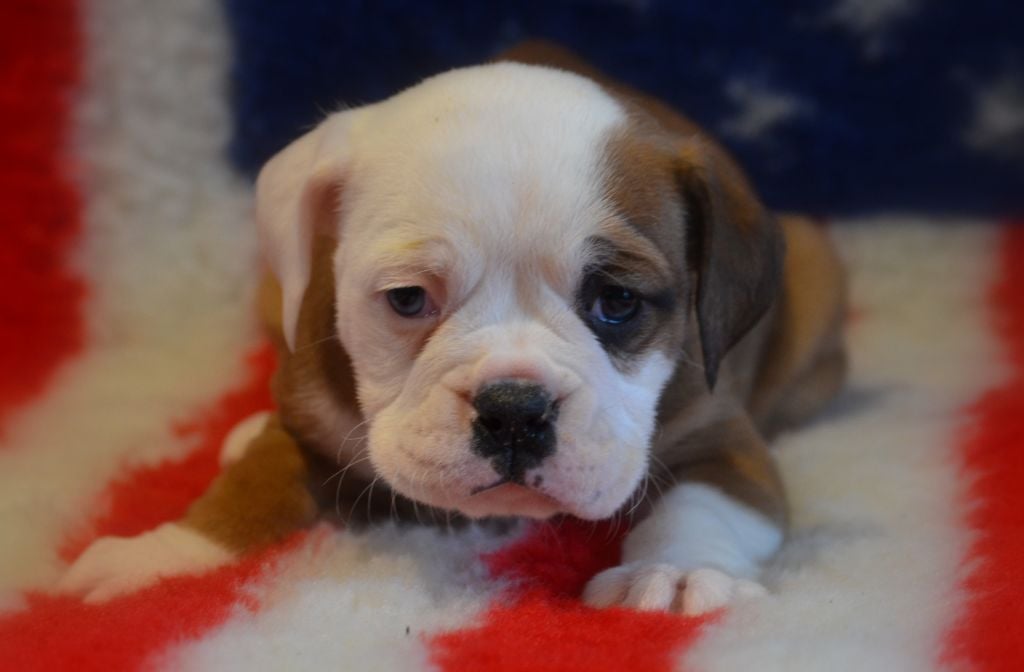 Du Molosse au Berger - Chiots disponibles - Bulldog continental