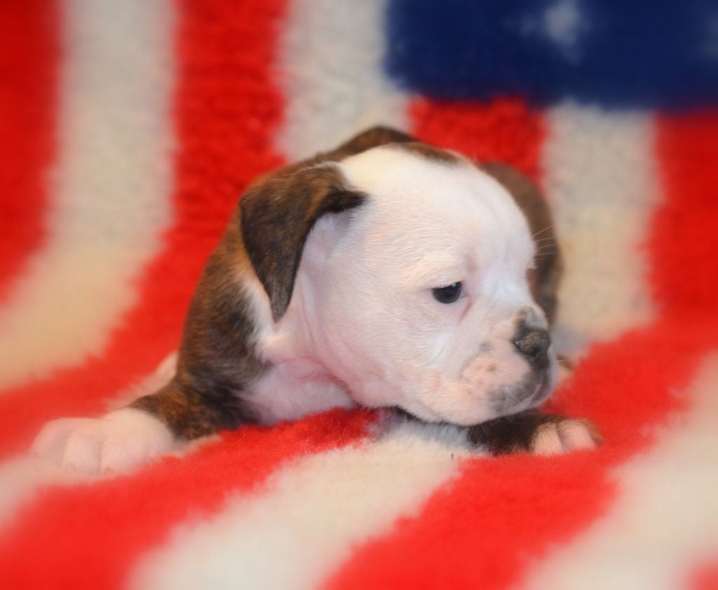 Du Molosse au Berger - Chiots disponibles - Bulldog continental