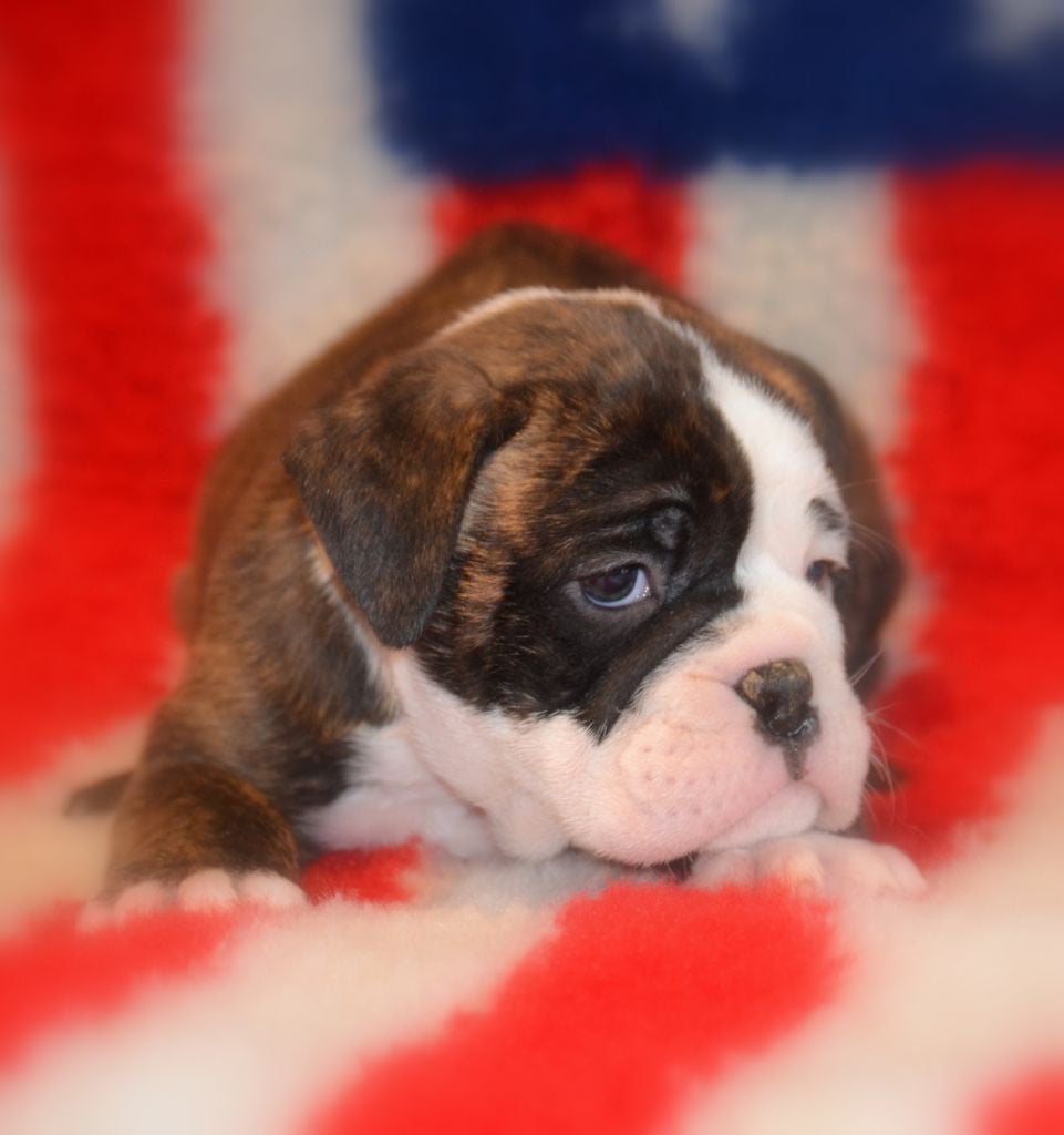 Du Molosse au Berger - Chiots disponibles - Bulldog continental