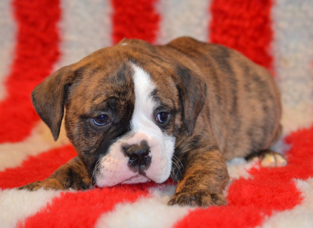 Du Molosse au Berger - Chiots disponibles - Bulldog continental