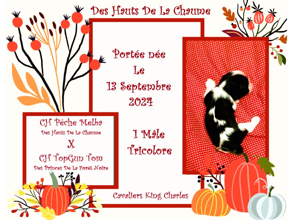 Des Hauts De La Chaume - Cavalier King Charles Spaniel - Portée née le 13/09/2024