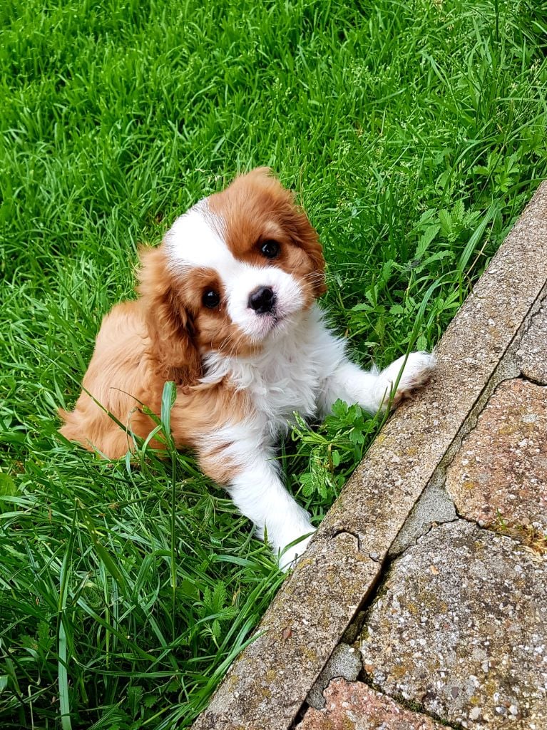 Des Hauts De La Chaume - Cavalier King Charles Spaniel - Portée née le 12/04/2021