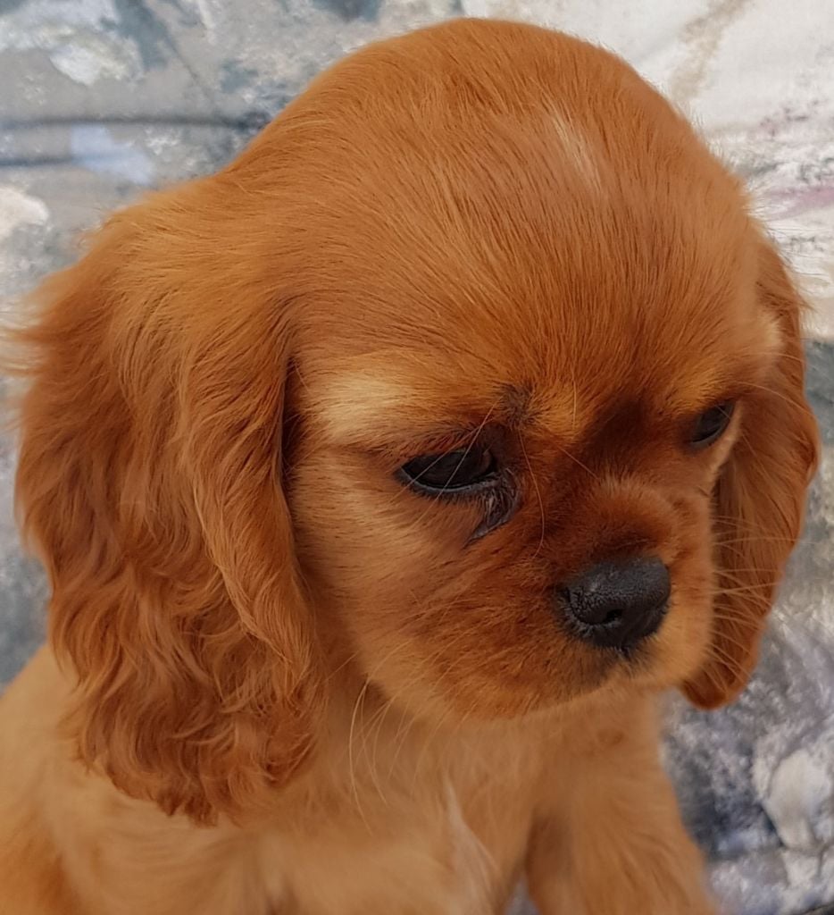 Des Hauts De La Chaume - Cavalier King Charles Spaniel - Portée née le 26/04/2018