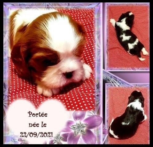 Chiot Cavalier King Charles Spaniel Des Hauts De La Chaume