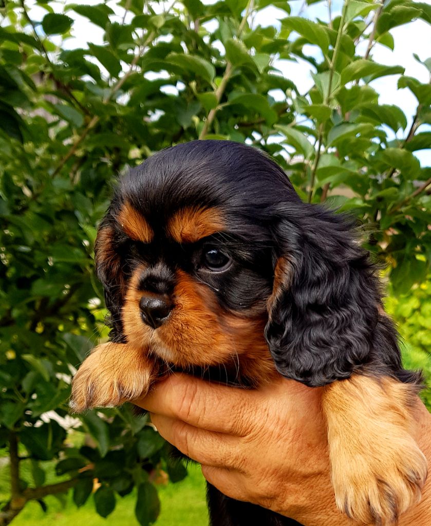 Des Hauts De La Chaume - Cavalier King Charles Spaniel - Portée née le 27/05/2021