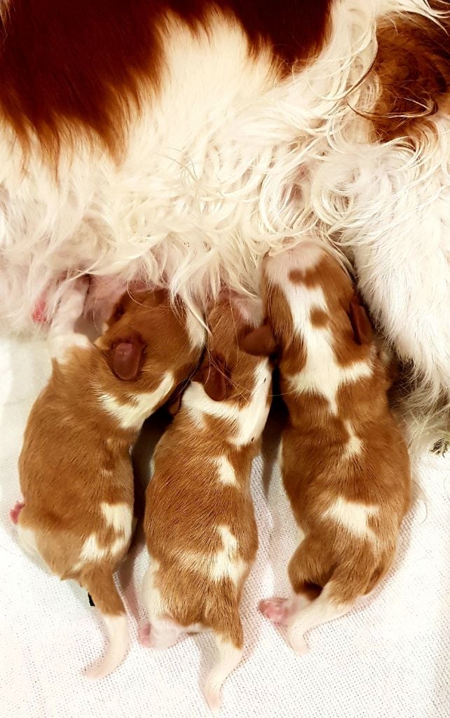 Des Hauts De La Chaume - Cavalier King Charles Spaniel - Portée née le 29/12/2018