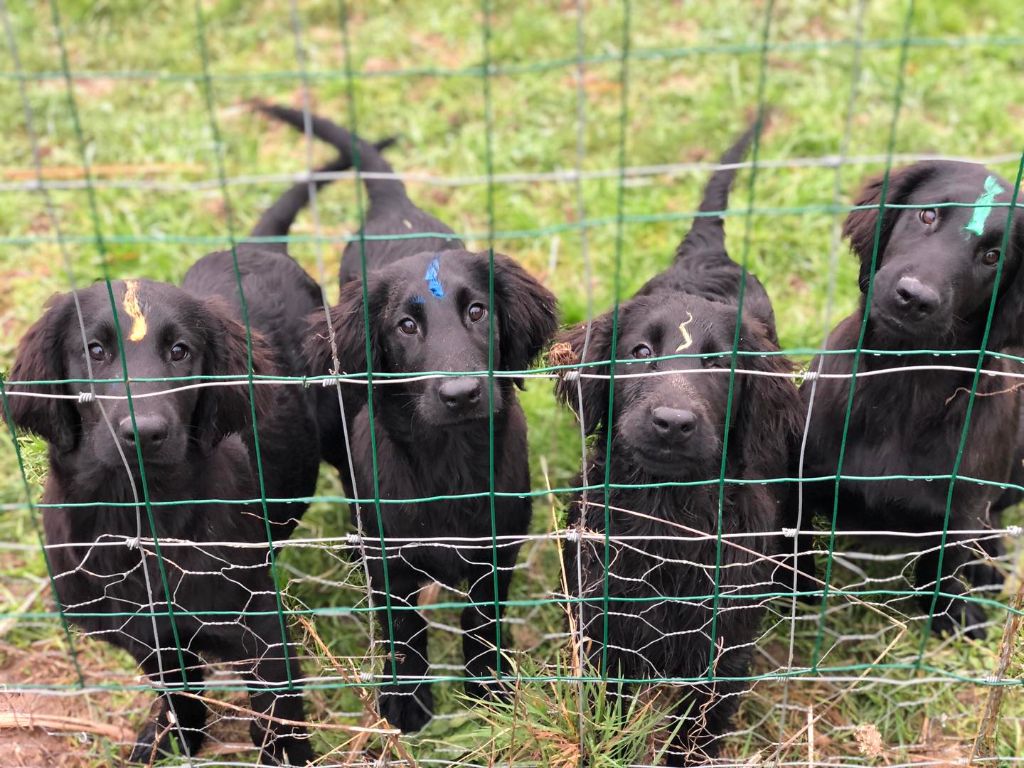 des Plaines De Cosac - CHIOTS DISPONIBLES