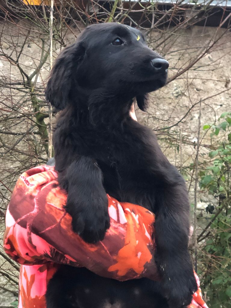 des Plaines De Cosac - Chiots disponibles - Flat Coated Retriever