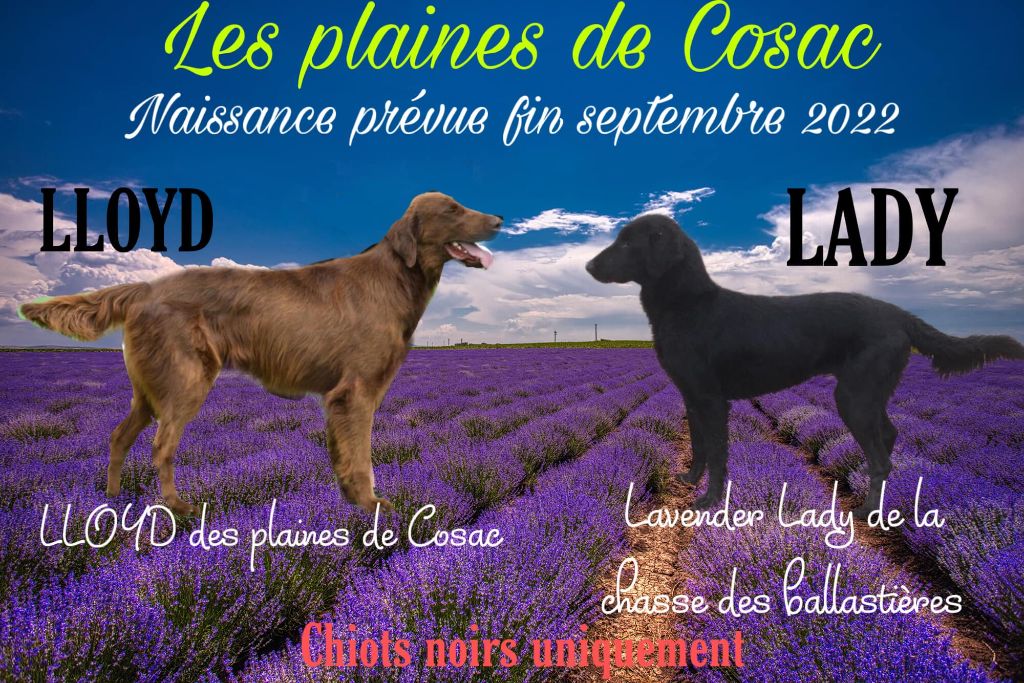 des Plaines De Cosac - Flat Coated Retriever - Portée née le 27/09/2022