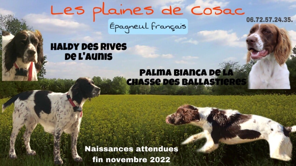 Chiot Epagneul Français des Plaines De Cosac