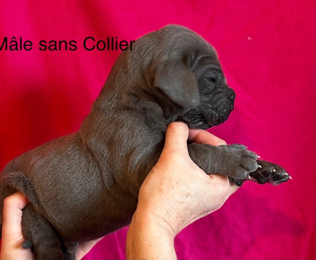 De La Vallee Argentee - Chiots disponibles - Dogue allemand