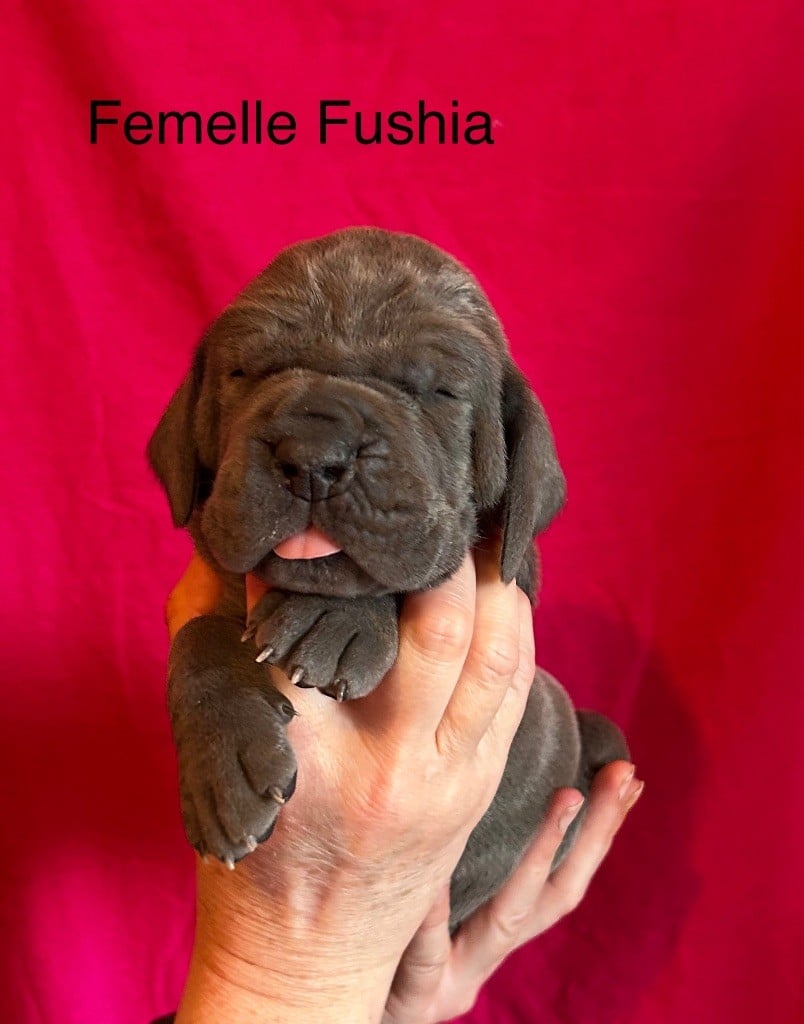 De La Vallee Argentee - Chiots disponibles - Dogue allemand