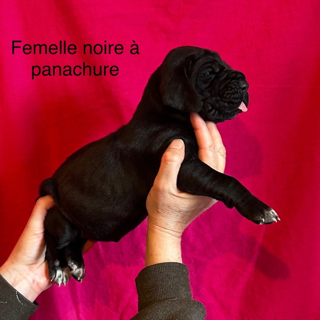 De La Vallee Argentee - Chiots disponibles - Dogue allemand