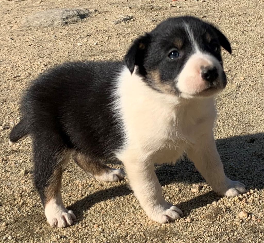 2 portées de chiots à réserver