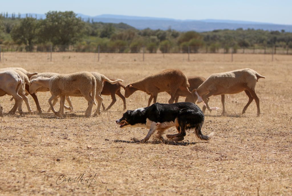 Prochain Championnat de France chien de troupeaux