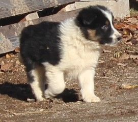 Des Bergers Des Chaupous - Border Collie - Portée née le 10/11/2020