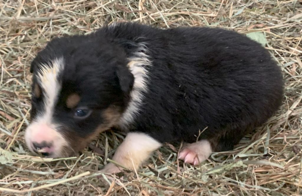 Des Bergers Des Chaupous - Chiots disponibles - Border Collie