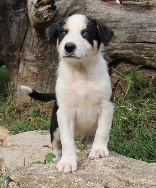 Des Bergers Des Chaupous - Border Collie - Portée née le 28/07/2022