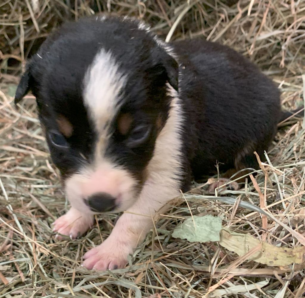 Des Bergers Des Chaupous - Chiots disponibles - Border Collie