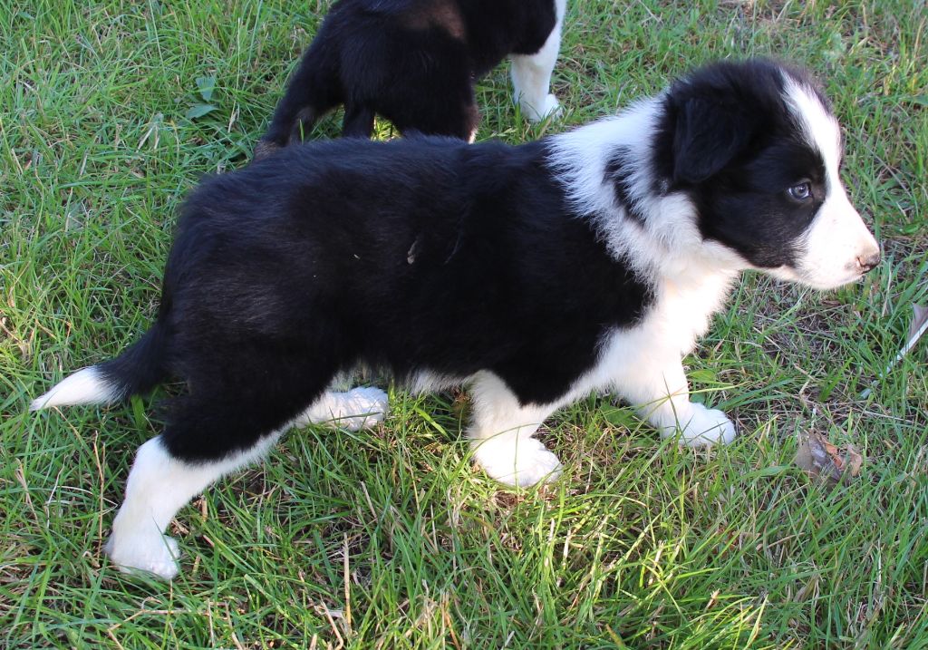 Des Bergers Des Chaupous - Border Collie - Portée née le 12/06/2021